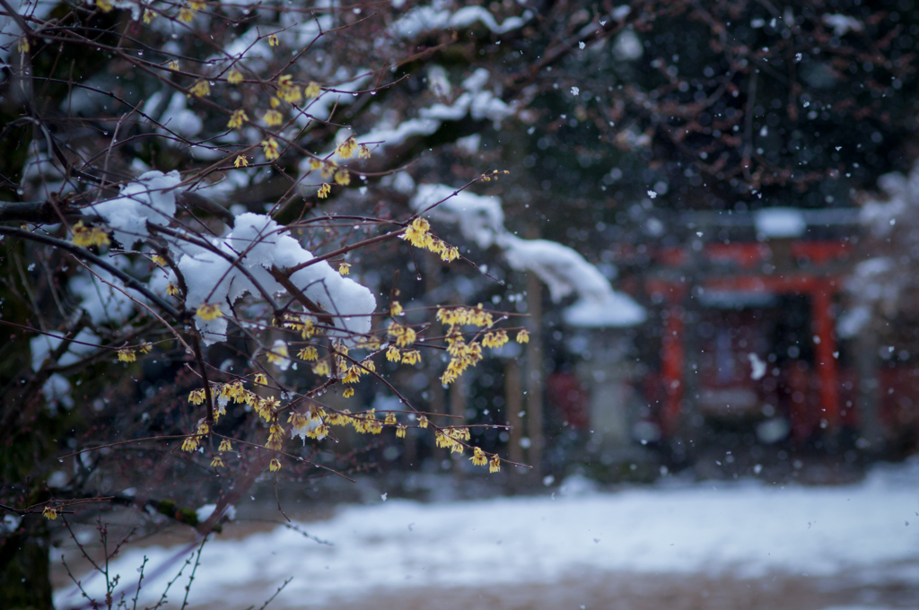 雪と蝋梅