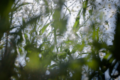 森