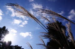 尾花と空