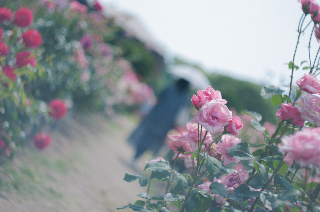 roses and parasol