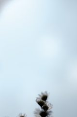 空と花
