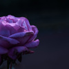 極月の薔薇