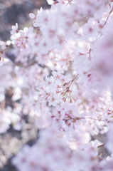 sakura à la carte