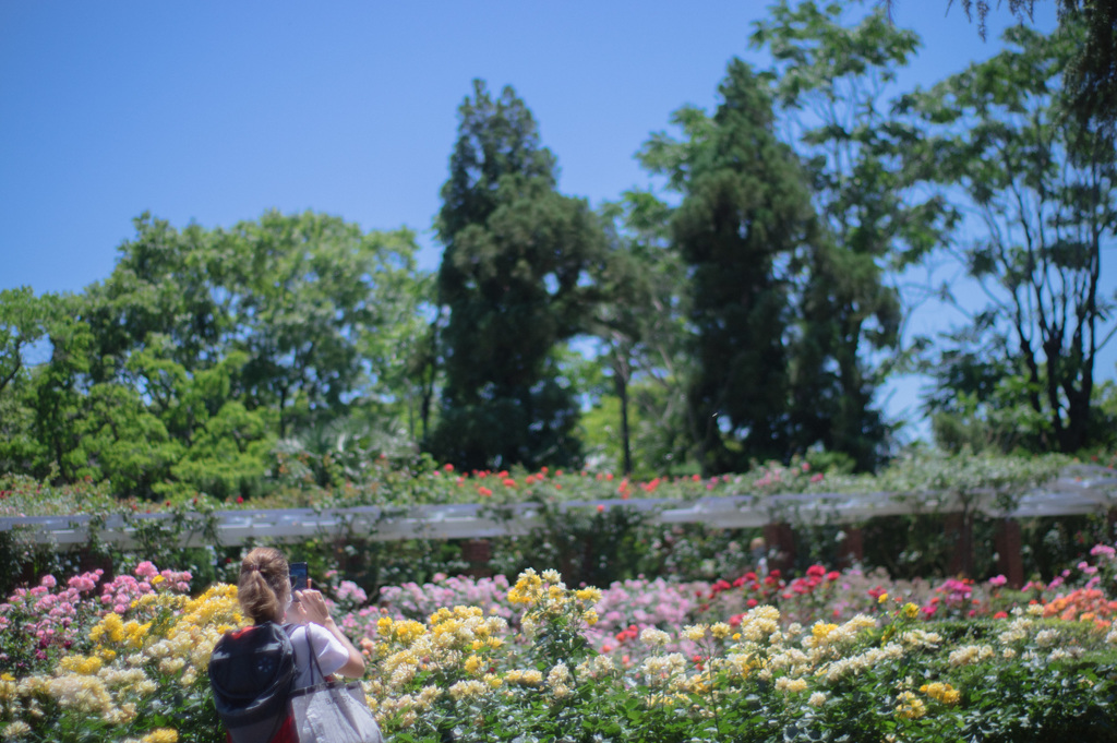 君は薔薇より