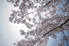 sakura et cetera 18