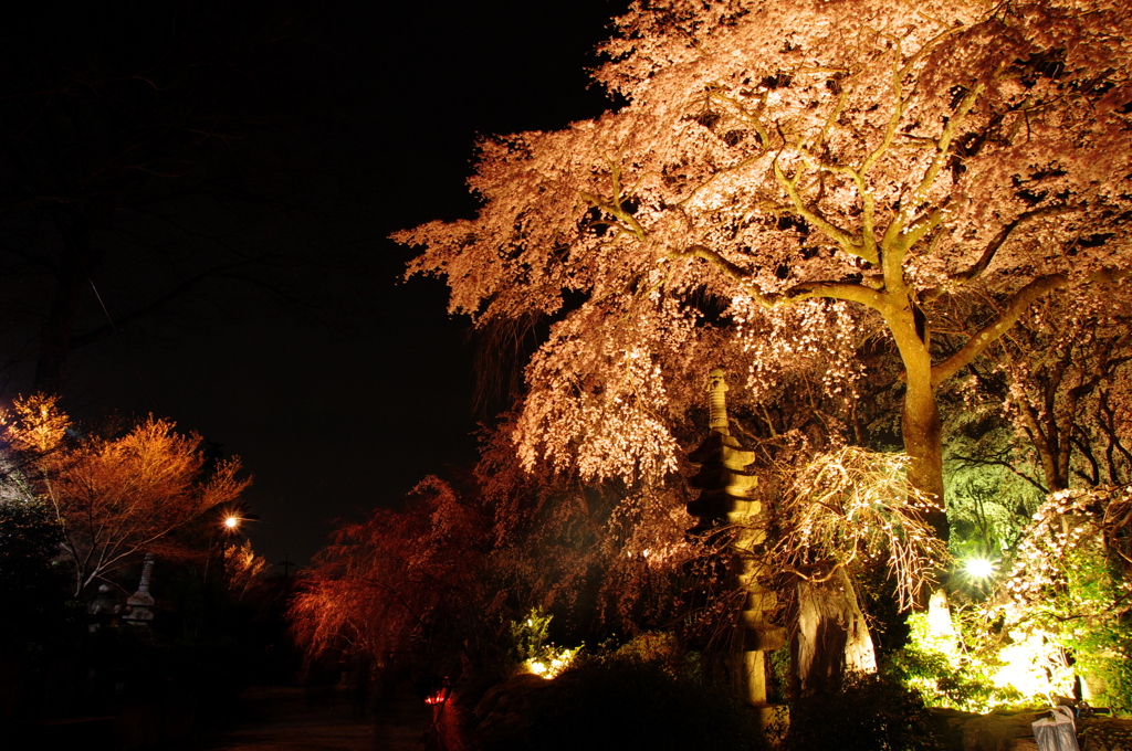 桜守の庭