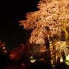 桜守の庭
