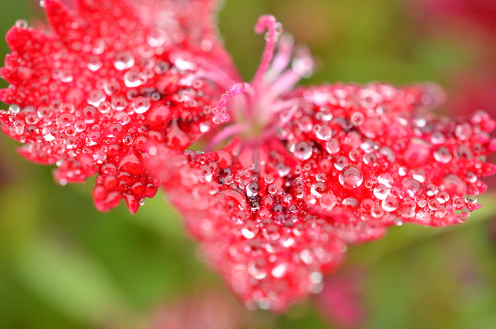 ちょうちょの花びら