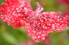 ちょうちょの花びら