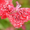 ちょうちょの花びら
