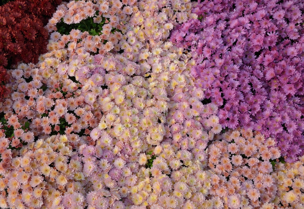 菊まつりにて