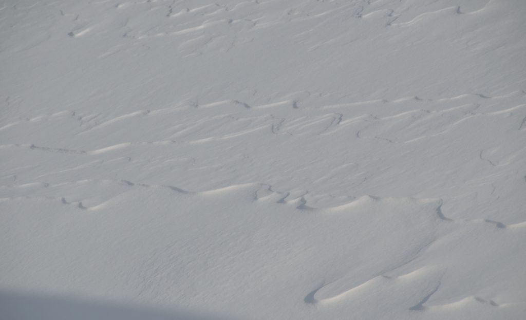 雪原の波