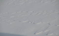 雪原の波