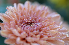  a dewdrop
