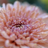  a dewdrop