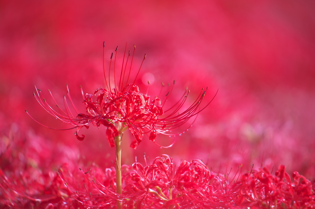曼珠沙華