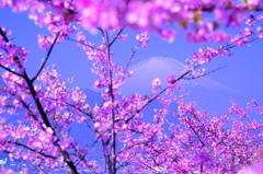 河津桜と富士山