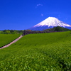 お茶畑と富士山