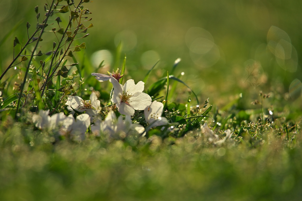 落桜