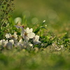 落桜