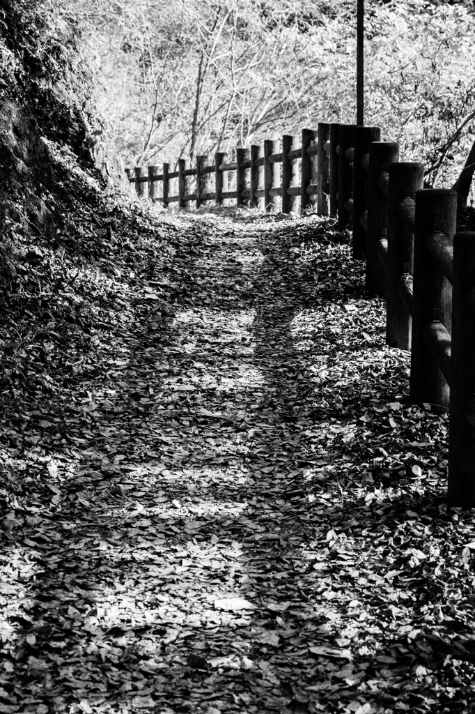 枯れ葉道の線路