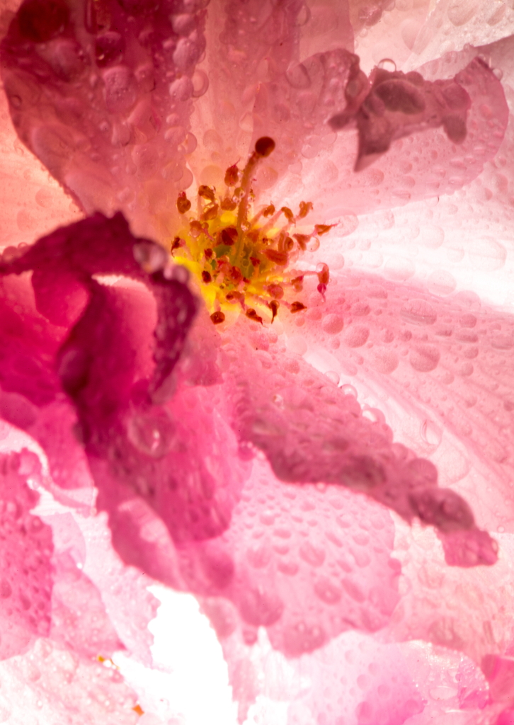 花雫