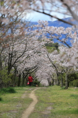 春の散歩道