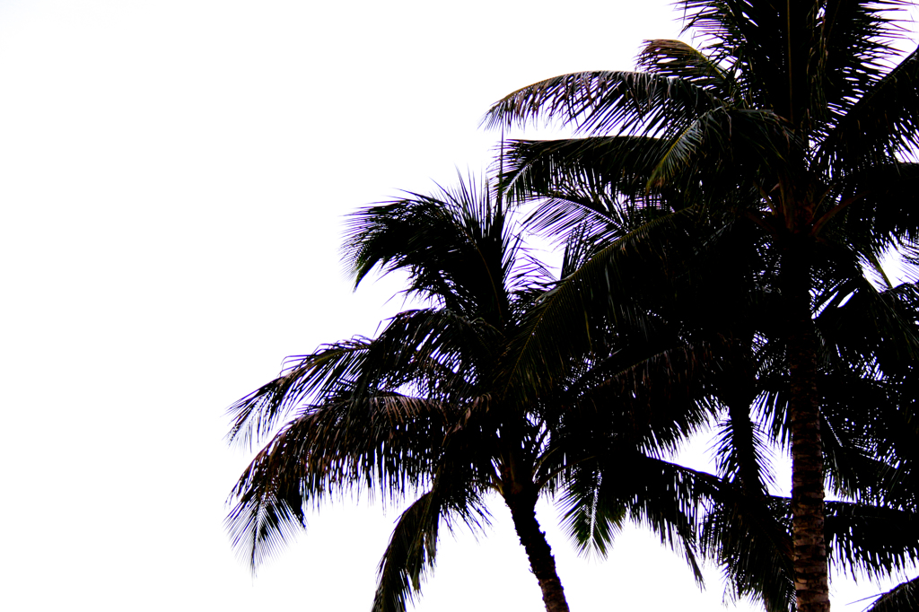 Palm Tree