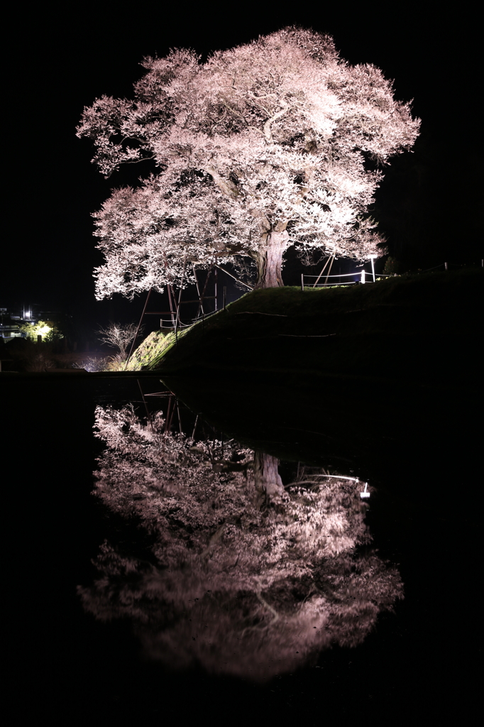桜鏡