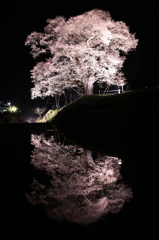 桜鏡