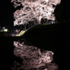 桜鏡