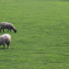 羊たち