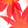 紅色