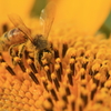 蜂