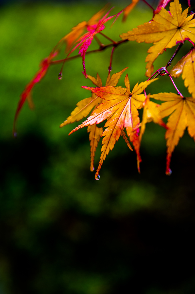 紅葉の雫