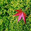 紅
