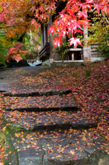 雨上がりの紅葉坂