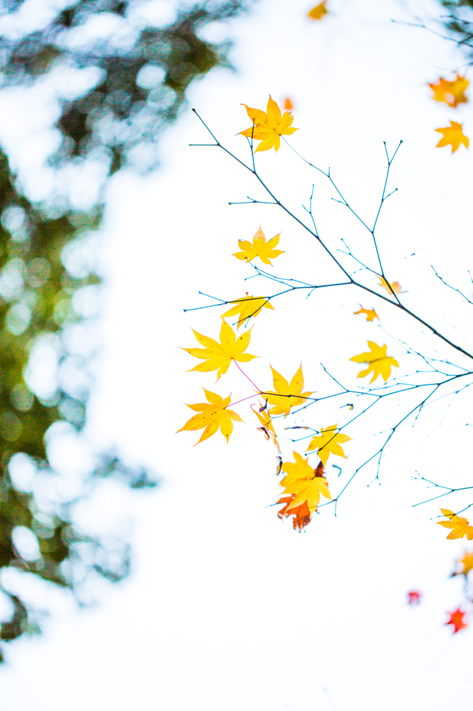 ハイキー紅葉