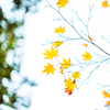 ハイキー紅葉