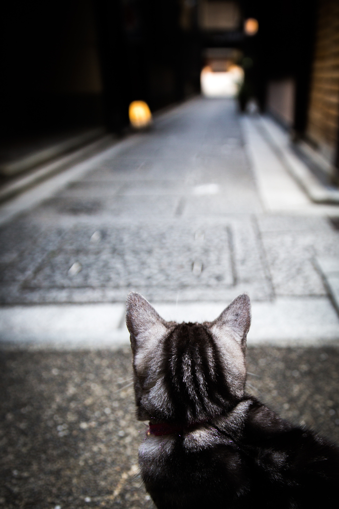 路地裏の猫