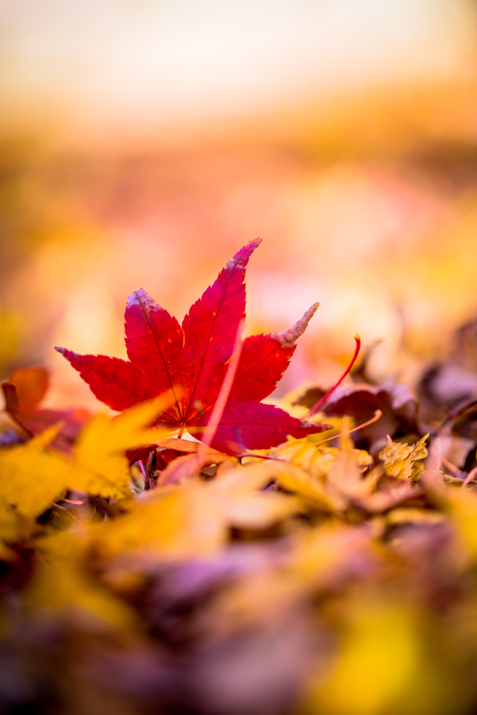 紅葉９