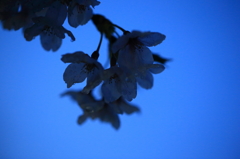 静かに咲く