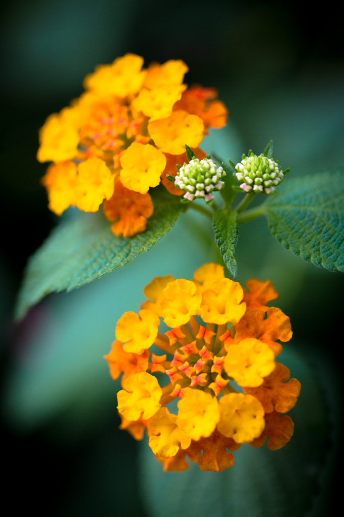 Orange  Flower