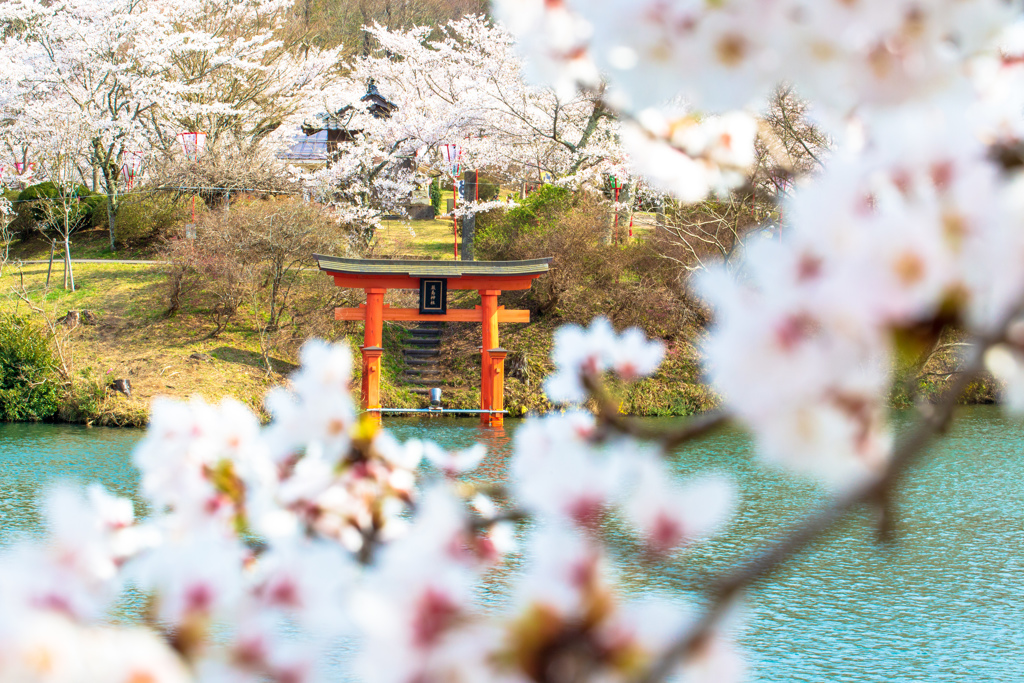 桜と鳥居