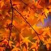紅葉12