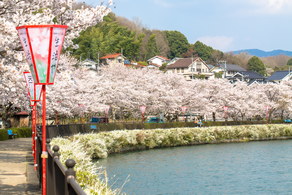 桜並木