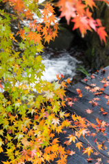 渓流と紅葉