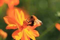 Honey Bee