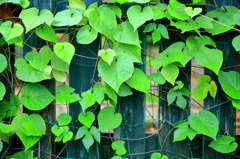 Green Wall