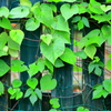 Green Wall